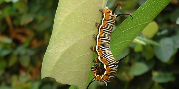 一键部署安装的电话测压网页