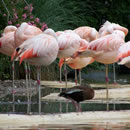 免费手机号轰炸